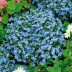 Lobelia przylądkowa jasnoniebieska - Stroiczka