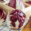 Cykoria sałatowa Radicchio Palla Rossa 2