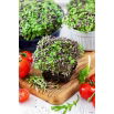 Microgreens - Mizuna - młode listki o unikalnym smaku - 100 gram