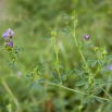 Lucerna siewna Beda - 1 kg