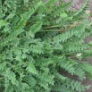 Seradela Emena - 1 kg