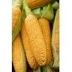 Kukurydza cukrowa Tauris F1 - 500 gram - nasiona profesjonalne dla każdego