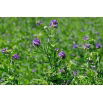 Lucerna siewna Gea - nasiona otoczkowane z Rhizobium - 10 kg
