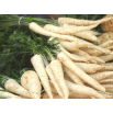 Pietruszka Alba - korzeniowa - 50 gram - nasiona profesjonalne dla każdego