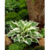 Funkia - Hosta Patriot