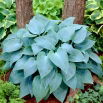 Funkia - Hosta Canadian Blue