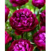 Piwonia, Paeonia - Peter Brand - sadzonka
