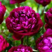 Piwonia, Paeonia - Peter Brand - sadzonka