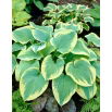 Funkia - Hosta Robert Frost