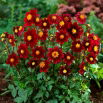 Dalia - Topmix Purple