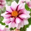 Dalia - Edge of Joy