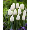 Tulipan Ice Cap - 50 szt.