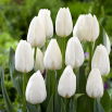 Tulipan Ice Cap - 50 szt.