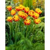 Tulipan Bonanza - 50 szt.