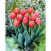 Tulipan Jimmy - 5 szt.