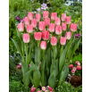 Tulipan Dynasty - 50 szt.