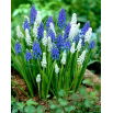 Szafirek - Muscari - kompozycja biało-niebieska - 60 szt.