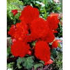 Begonia strzępiasta - czerwona - 2 szt.