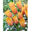 Tulipan Blushing Lady - 5 szt.