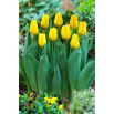 Tulipan Caractere - 50 szt.