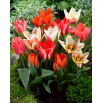 Tulipan niski mix - Greigii mix - 5 szt.