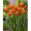 Tulipan Greetje Smit - 50 szt.