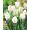 Tulipan biały - White - 5 szt.