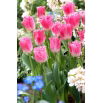 Tulipan Fancy Frills - opak. 5 szt.