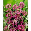 Czosnek kazachstański - Allium oreophilum - 20 szt.