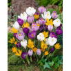 Krokus wielkokwiatowy mix - opak. 10 szt.