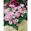 Szczawik chilijski - Oxalis Adenophylla - 5 szt.