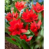 Tulipan botaniczny - Tubergen's Variety - duża paczka! - 50 szt.