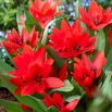 Tulipan botaniczny - Tubergen's Variety - 5 szt.