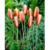 Tulipan botaniczny - Cynthia - 5 szt.