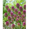 Czosnek główkowaty - Allium sphaerocephalon - 20 szt.