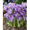 Krokus King of the Striped - GIGA paczka! - 500 szt.