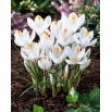 Krokus Jeanne d'Arc - GIGA paczka! - 500 szt.