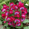 Tulipan Little Beauty - GIGA paczka! - 250 szt.