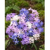 Śnieżnik lśniący mix - Chionodoxa luciliae mix - duża paczka! - 100 szt.
