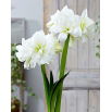 Hipeastrum - Amarylis - Alfresco