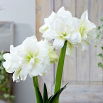 Hipeastrum - Amarylis - Alfresco