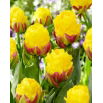 Tulipan Ice Cream Banana - lodowy - 5 szt.