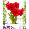 Hipeastrum - Amarylis - Amarantia