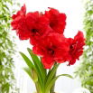 Hipeastrum - Amarylis - Amarantia