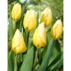 Tulipan Sweetheart - 5 szt.