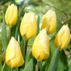Tulipan Sweetheart - 5 szt.