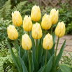 Tulipan Sweetheart - 5 szt.