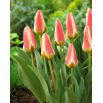 Tulipan Tarafa - duża paczka! - 50 szt.