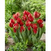 Tulipan Red Spider - 5 szt.