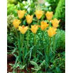 Tulipan Batalinii Bronze Charm - duża paczka! - 50 szt.